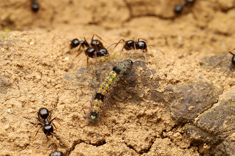 フタホシキコケガNudina artaxidia