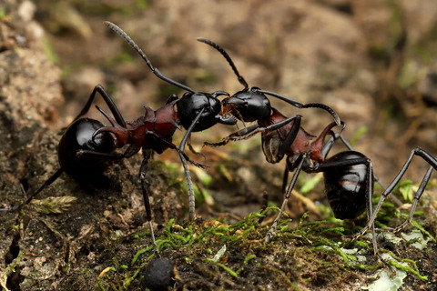 トゲアリの結婚飛行の季節