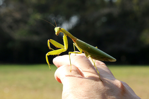 ハラビロカマキリ