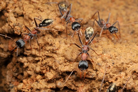 熱帯雨林のキバハリアリ Myrmecia nigrocincta