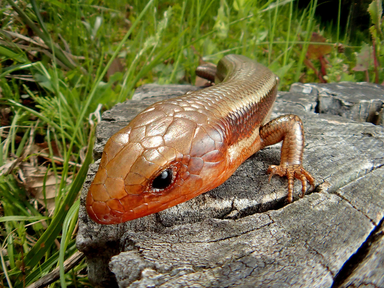 トカゲの子育て ありんこ日記 Antroom