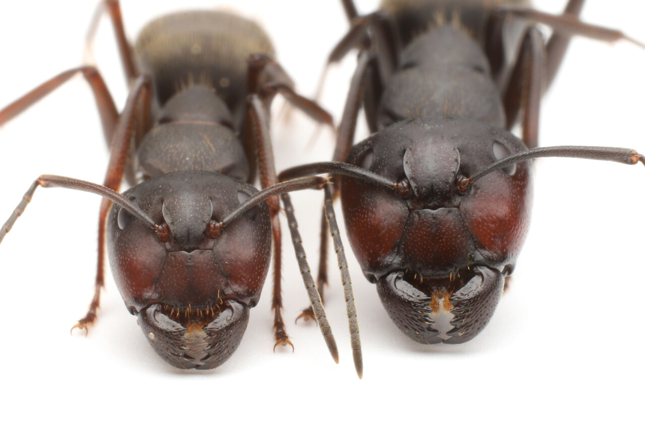 ありんこ日記 Antroom