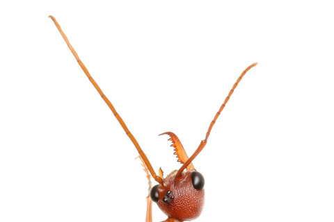 �֥�ɥå�����