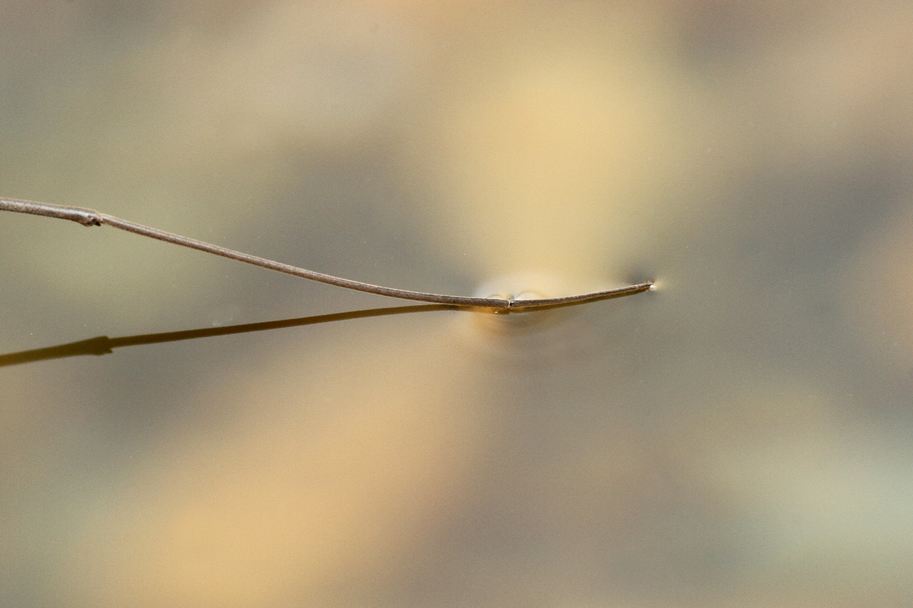 アメンボは水面のハンター ありんこ日記 Antroom