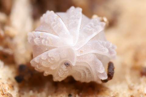 イシイコブコシビロダンゴムシ