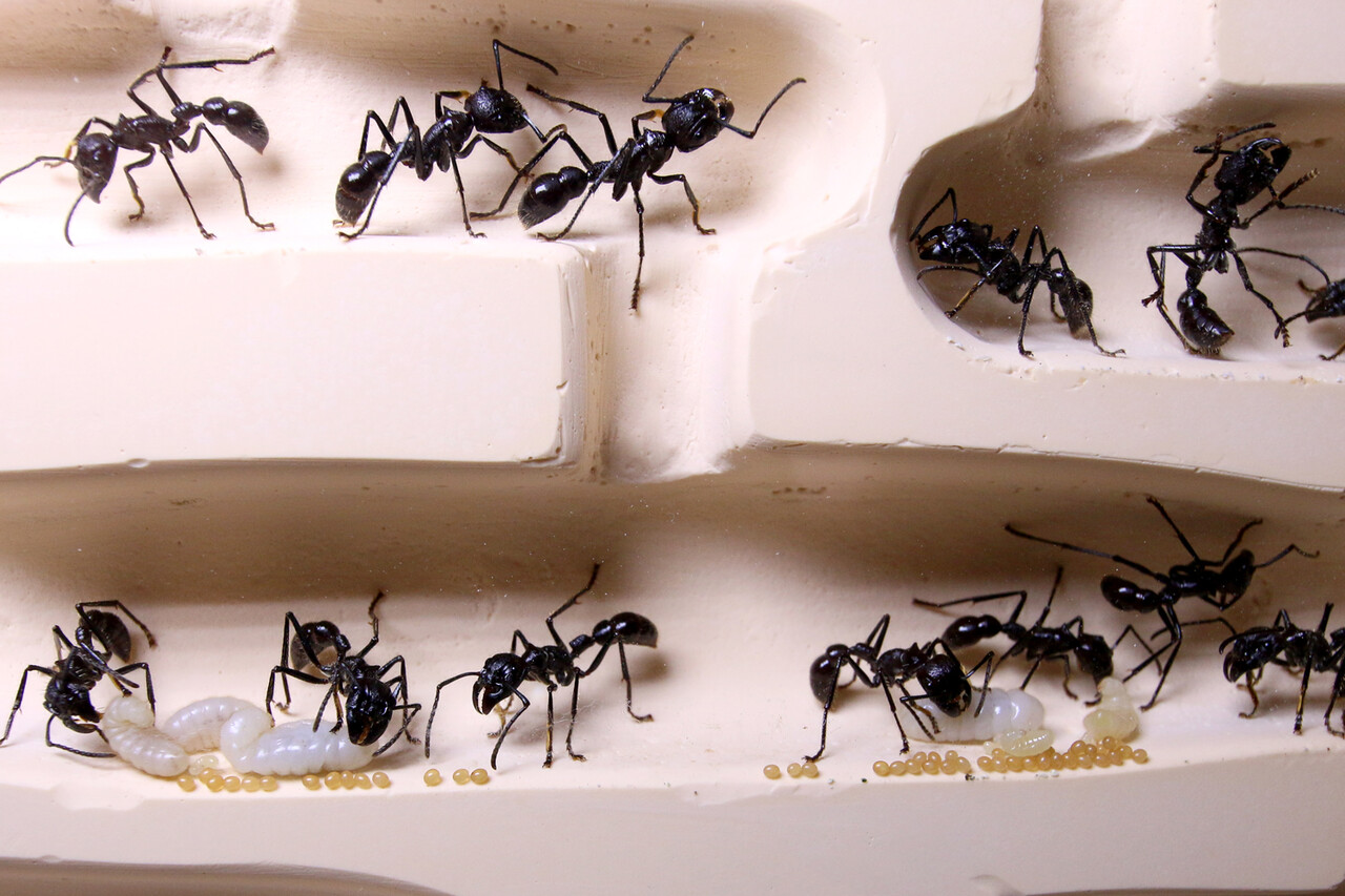 パラポネラ (Paraponera clavata) 女王無し 働きアリのみ20〜25