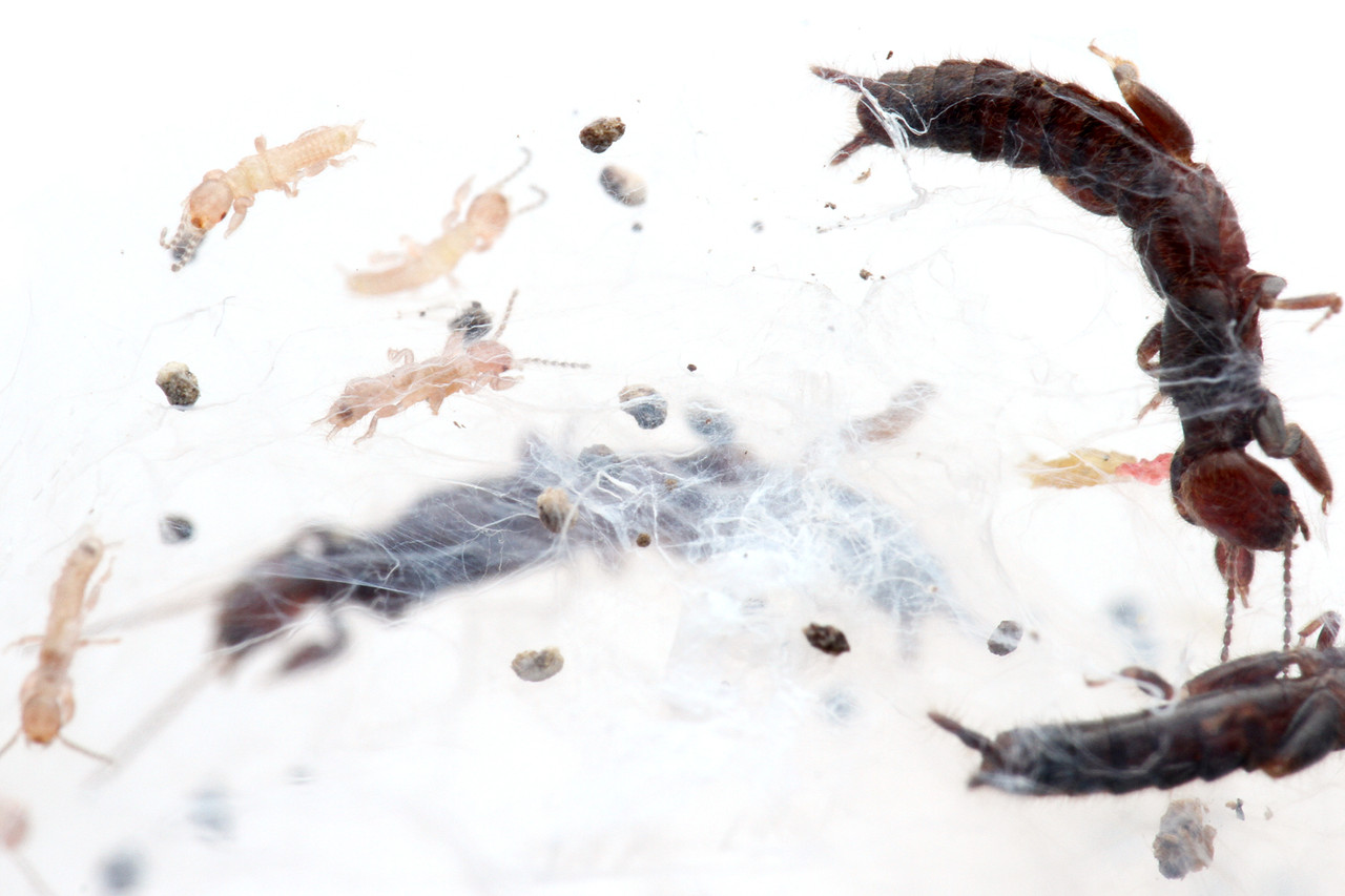 シロアリモドキ繁殖 ありんこ日記 Antroom