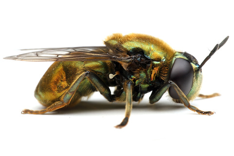 �����󥢥ꥹ����