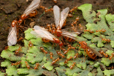 キイロシリアゲアリ