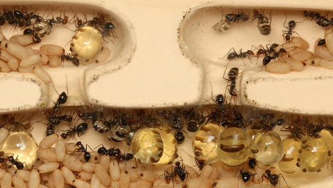 �ߥĥĥܥ����ѵ¥ޥ���������