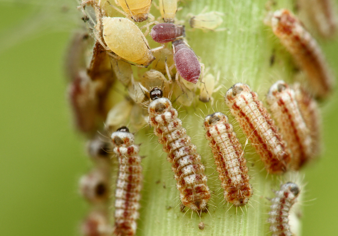 アブラムシから甘露をもらうクロシジミ ありんこ日記 Antroom