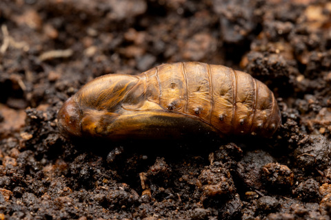 ���鲼�Ǳ����������ޥ�����