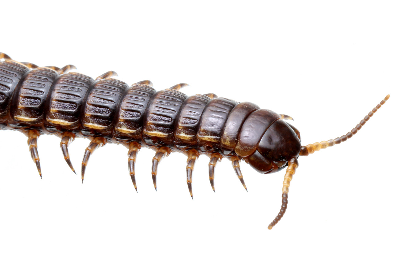 ヨロイオオムカデの色の変化 ありんこ日記 Antroom