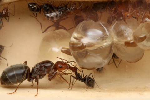 �ߥĥĥܥ���