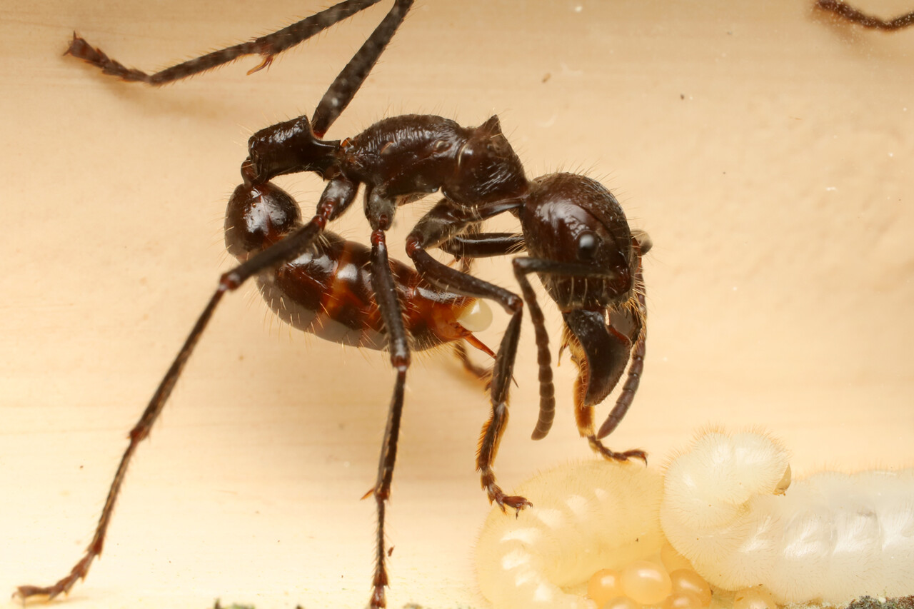 卵を食べるパラポネラ : ありんこ日記 AntRoom