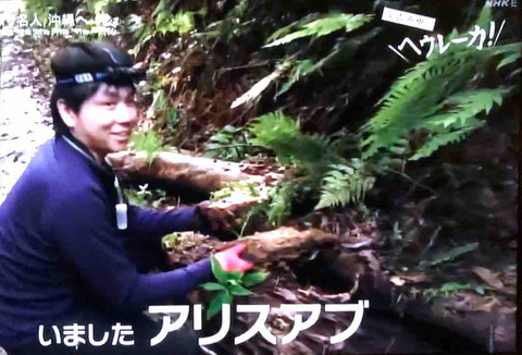 新種のアリスアブ