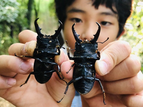 東京のヒラタクワガタ
