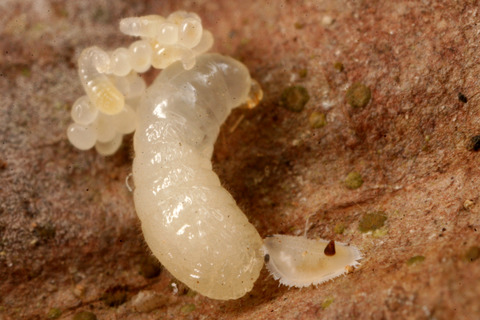 ���ӥʥ������ʥ�����������餹���ꥹ����