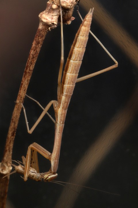 オータニ昆虫館　カマキリダーター hqdefault.jpg