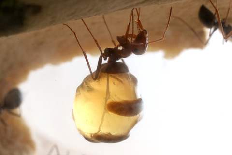 �ߥĥĥܥ���