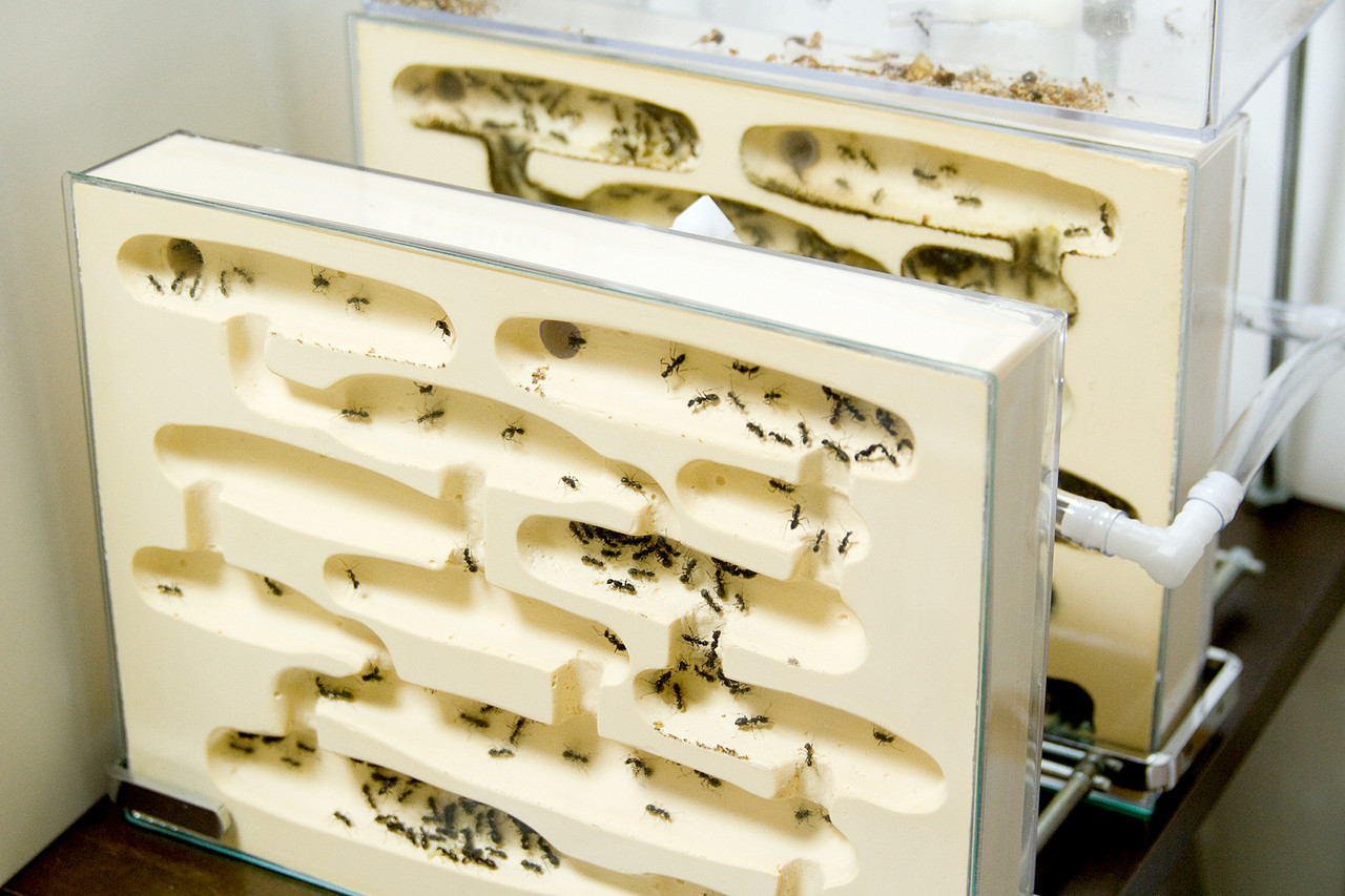 B様 Hybrid Nest 2 side large、餌場、チューブ アリ飼育ケースの使用