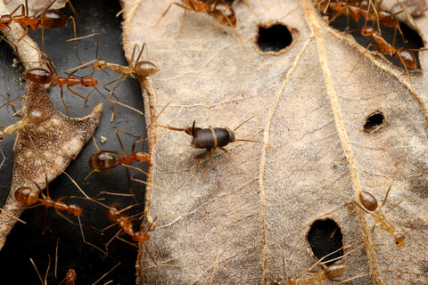 アシナガキアリの引っ越し行列