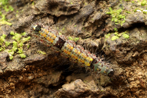 フタホシキコケガNudina artaxidia