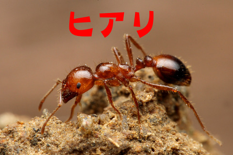 ヒアリにそっくり 沖縄のシワヒメアリ ありんこ日記 Antroom