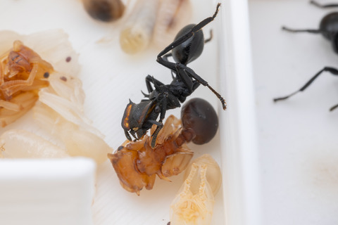 �ʥ٥֥����� Cephalotes atratus