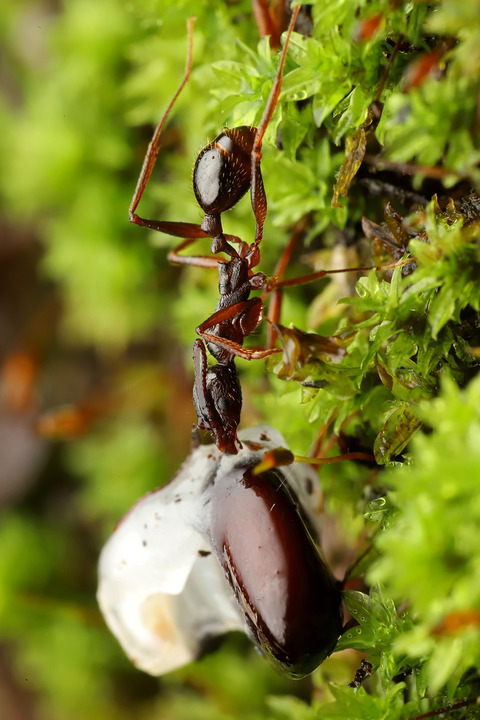 アケビの種子を運ぶアシナガアリ