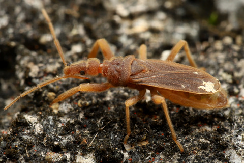 アシナガキアリの引っ越し行列