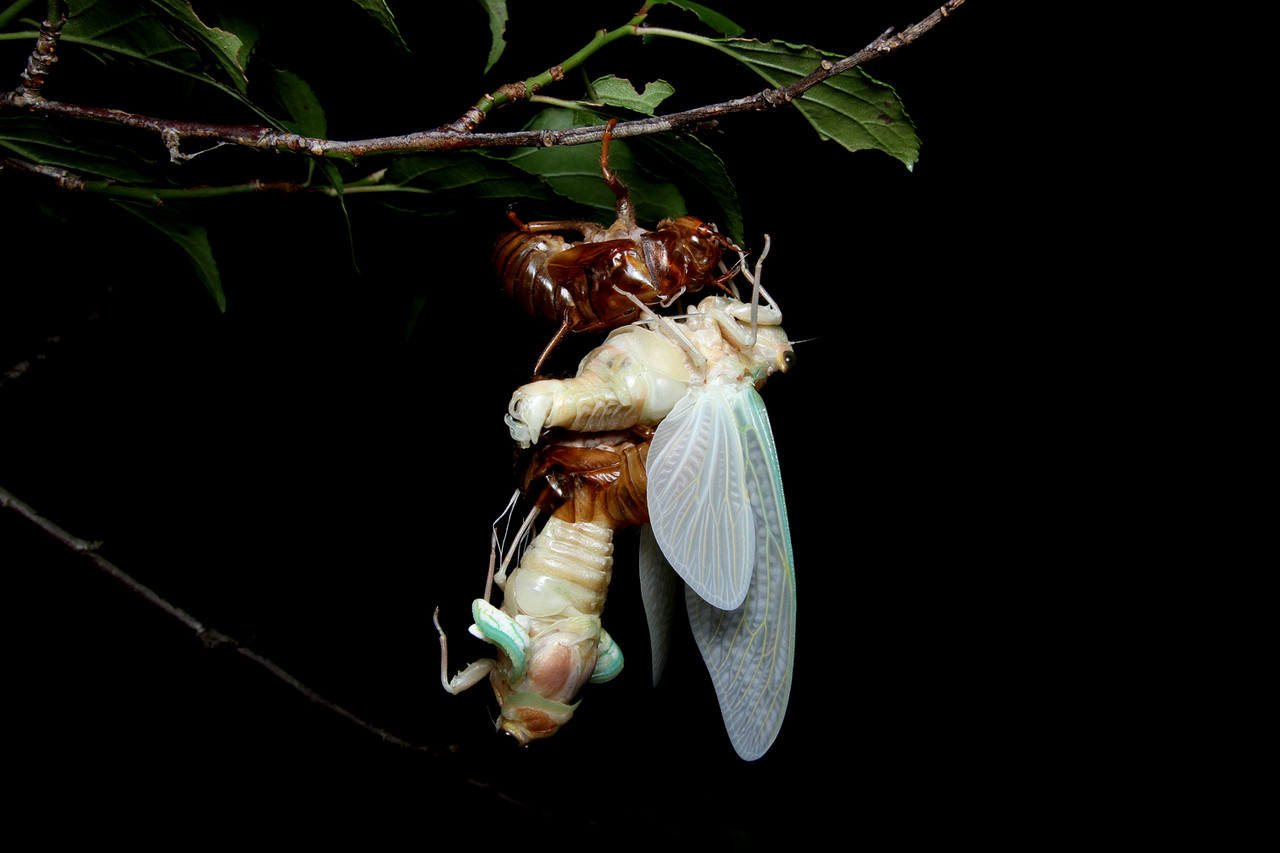 ありんこ日記 Antroom