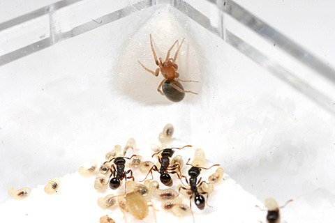 ありんこ日記 Antroom アリと暮らす生物 好蟻性昆虫など