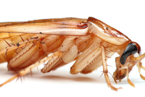 エメラルドゴキブリバチAmpulex compressa