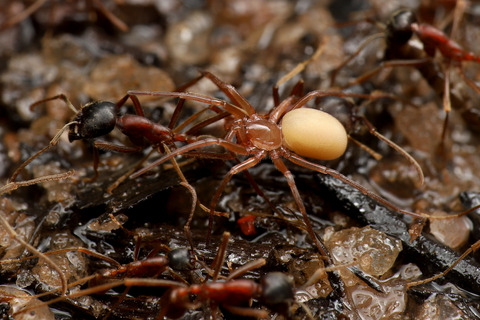 ありんこ日記 Antroom アリと暮らす生物 好蟻性昆虫など
