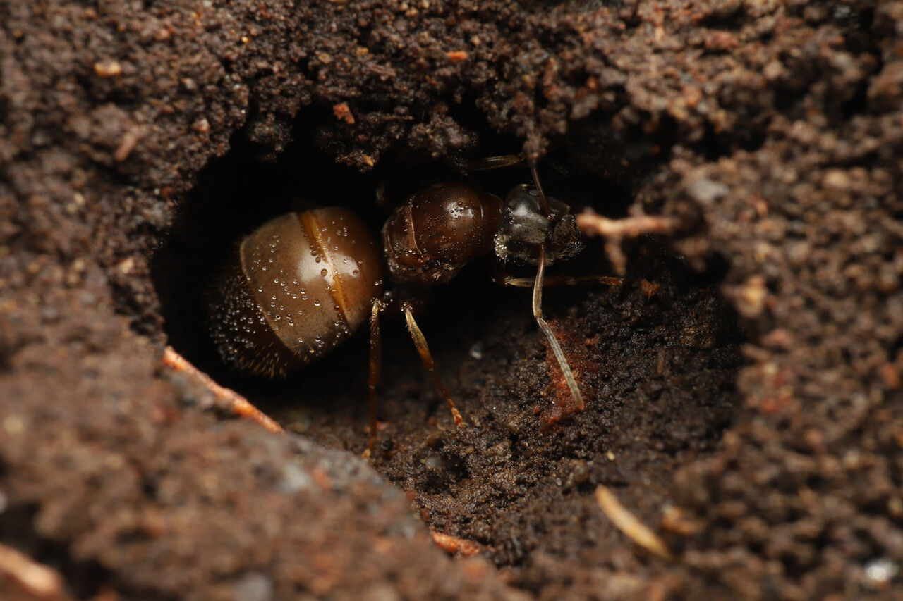 ヤマアリ亜科は冬暖めると季節感が狂う ありんこ日記 Antroom