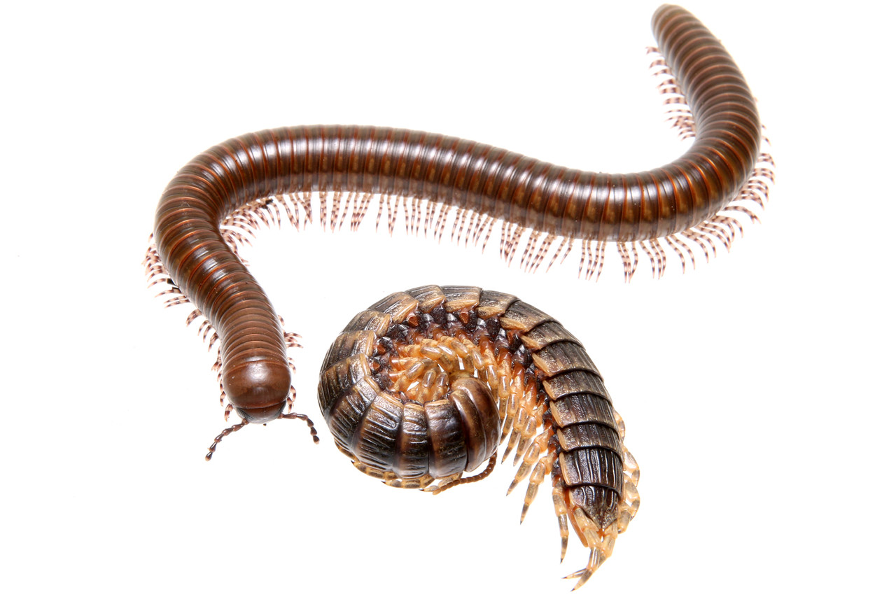 ヨロイオオムカデの狩り ありんこ日記 Antroom