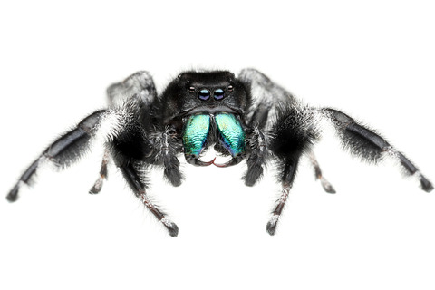 リーガルジャンピングスパイダーの雌雄