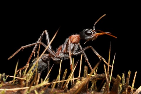 熱帯雨林のキバハリアリ Myrmecia nigrocincta