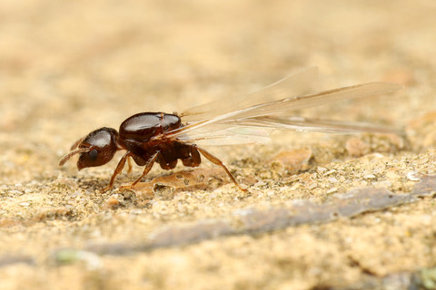 ハリブトシリアゲアリ