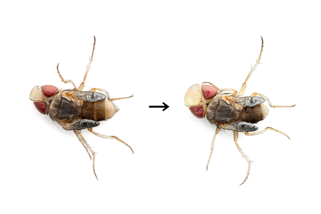 カエルの卵を捕食するハエ その2 正体が判明 ありんこ日記 Antroom カエルの卵を捕食するハエ その2 正体が判明 ありんこ日記 Antroom