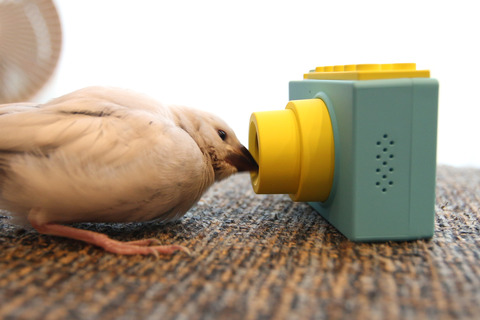 カメラが気になる文鳥