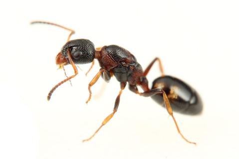 ���٥ꥢ��������