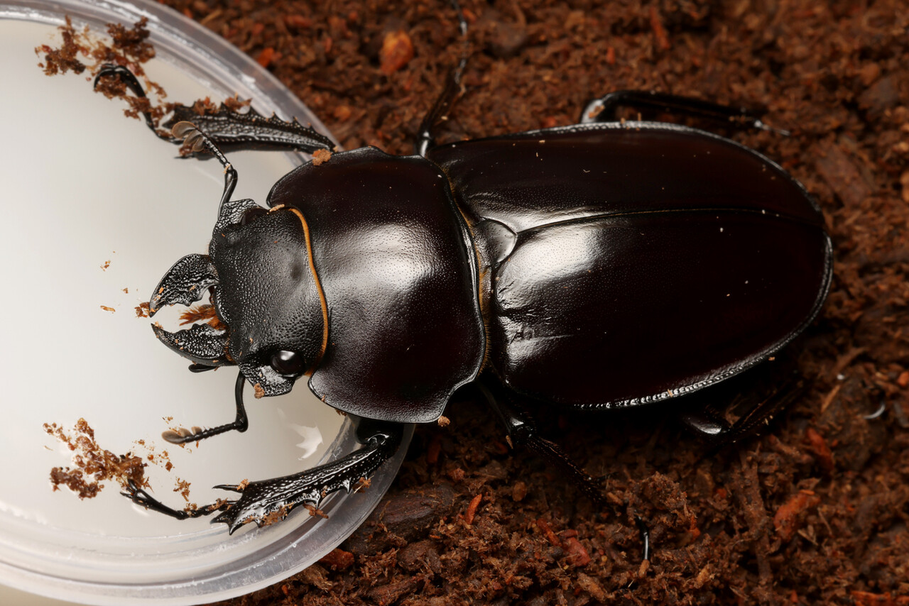ヤエヤママルバネクワガタの飼育 : ありんこ日記 AntRoom