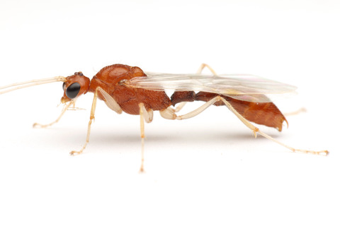 ����ɥ��塞������ Harpegnathos saltator