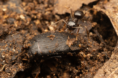 ���ꥯ������ޥॷ�δѻ�