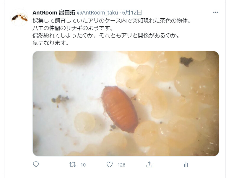 謎ノミバエ羽化 ありんこ日記 Antroom