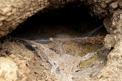クサアリの巣の入り口に住むクモ