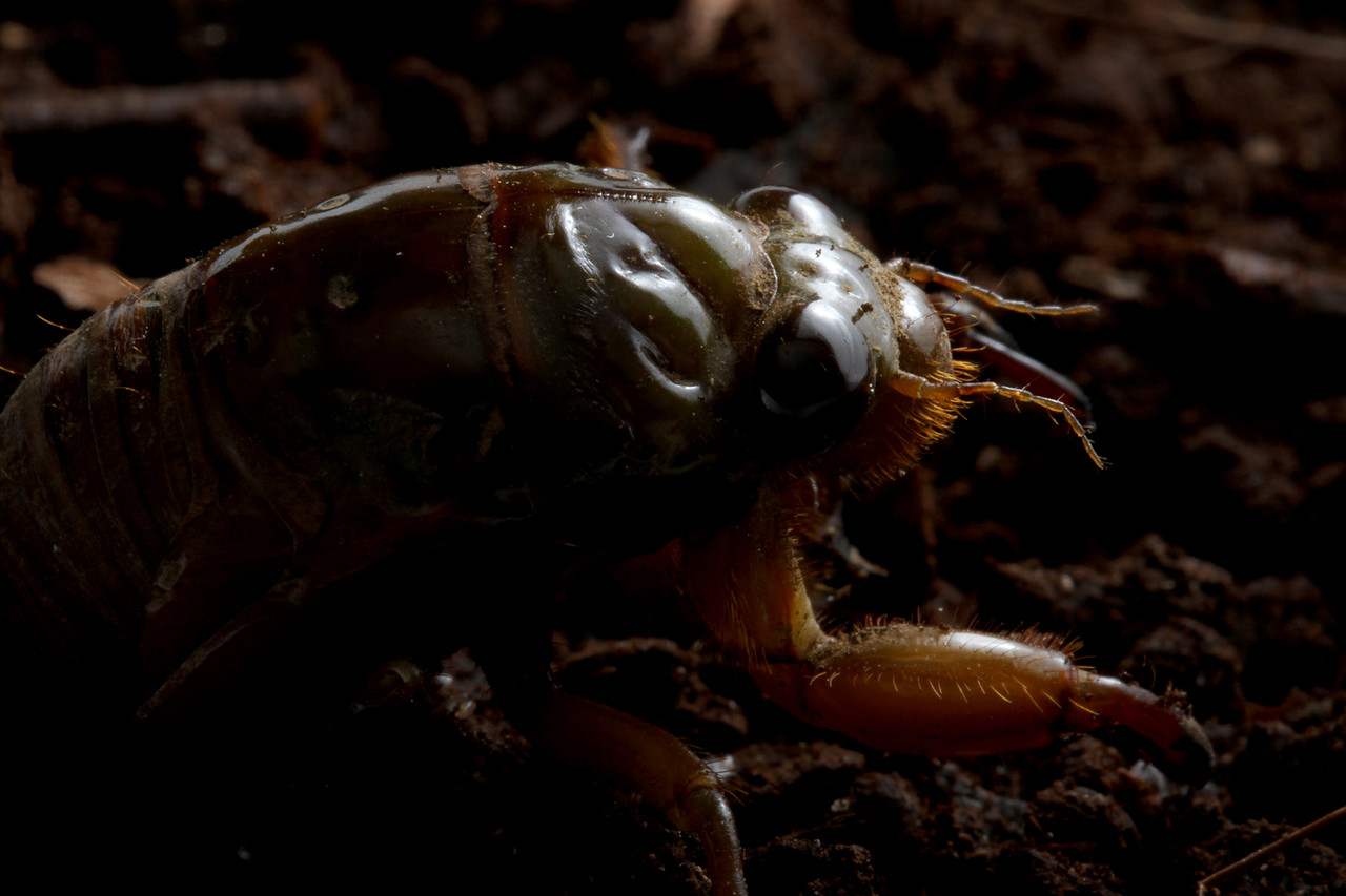 こんな時期にセミの幼虫 ありんこ日記 Antroom こんな時期にセミの幼虫 ありんこ日記 Antroom