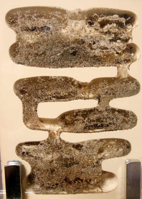 テラニシクサアリの朽木入り蟻マシーン